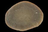 Fossil Jellyfish (Essexella) In Ironstone, Pos/Neg - Illinois #120912-2